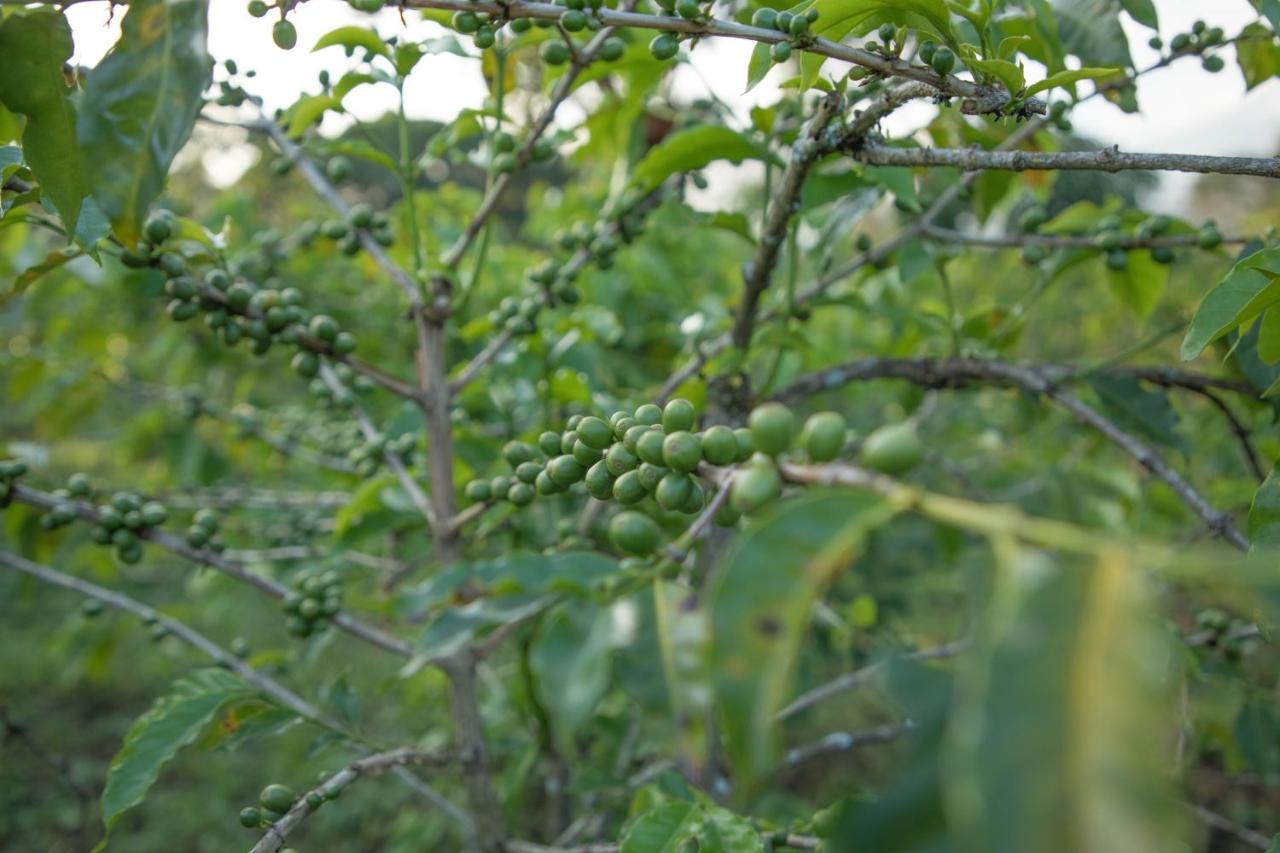 Duluti Arusha